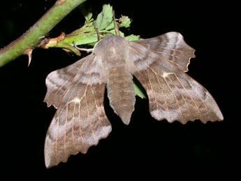 Laothoe populi L. adulte - Philippe Mothiron