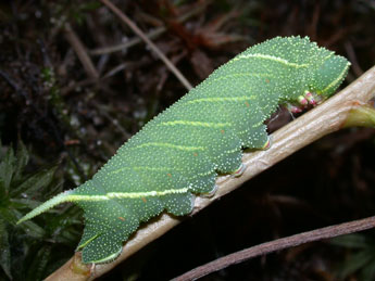  Chenille de Laothoe populi L. - ©Philippe Mothiron