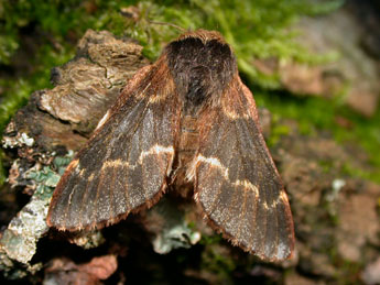 Poecilocampa populi populi L. adulte - Philippe Mothiron