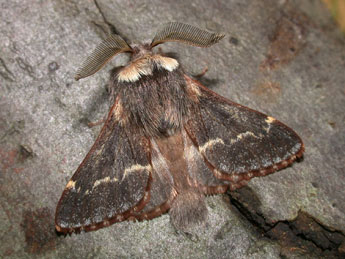 Poecilocampa populi populi L. adulte - Philippe Mothiron