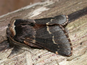 Poecilocampa populi populi L. adulte - Philippe Mothiron