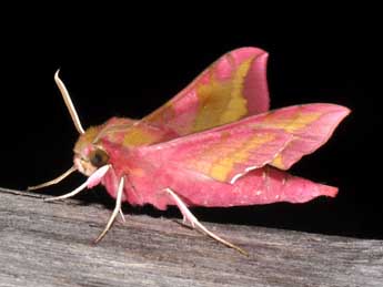 Deilephila porcellus L. adulte - Philippe Mothiron