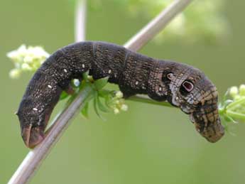  Chenille de Deilephila porcellus L. - ©Daniel Morel