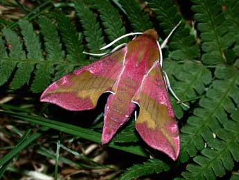 Deilephila porcellus L. adulte - ©Philippe Mothiron