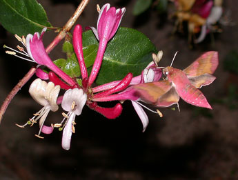 Deilephila porcellus L. adulte - ©Philippe Mothiron