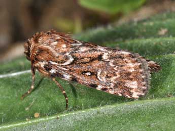 Lycophotia porphyrea D. & S. adulte - Philippe Mothiron