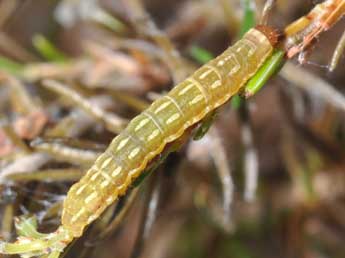  Chenille de Lycophotia porphyrea D. & S. - ©Philippe Mothiron