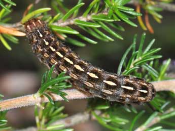  Chenille de Lycophotia porphyrea D. & S. - Philippe Mothiron