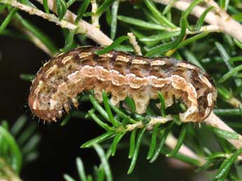  Chenille de Lycophotia porphyrea D. & S. - Philippe Mothiron