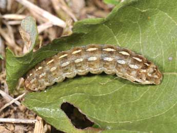  Chenille de Lycophotia porphyrea D. & S. - Philippe Mothiron