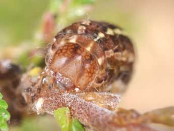  Chenille de Lycophotia porphyrea D. & S. - ©Philippe Mothiron