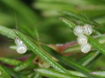  Oeuf de Lycophotia porphyrea D. & S. - Philippe Mothiron