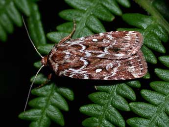 Lycophotia porphyrea D. & S. adulte - Philippe Mothiron