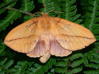 Euthrix potatoria L. adulte - ©Philippe Mothiron