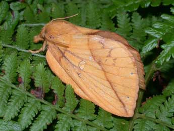 Euthrix potatoria L. adulte - Philippe Mothiron