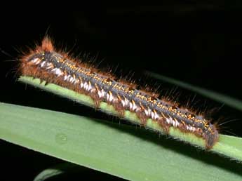  Chenille de Euthrix potatoria L. - ©Philippe Mothiron