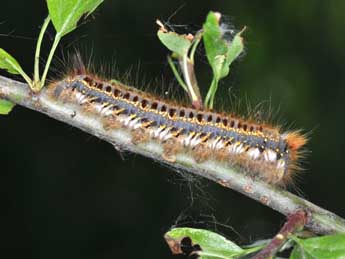  Chenille de Euthrix potatoria L. - ©Philippe Mothiron