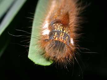  Chenille de Euthrix potatoria L. - ©Philippe Mothiron