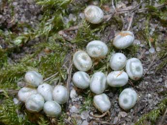  Oeuf de Euthrix potatoria L. - ©Philippe Mothiron