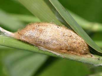  Chrysalide de Euthrix potatoria L. - Serge Wambeke