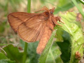 Euthrix potatoria L. adulte - Philippe Mothiron