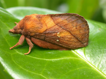 Euthrix potatoria L. adulte - ©Philippe Mothiron