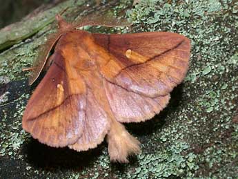 Euthrix potatoria L. adulte - Philippe Mothiron