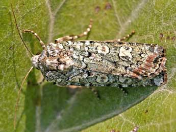 Actebia praecox L. adulte - ©Yann Baillet