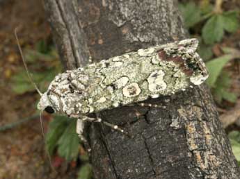 Actebia praecox L. adulte - Daniel Morel