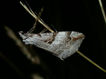 Aplocera praeformata Hb. adulte - Philippe Mothiron