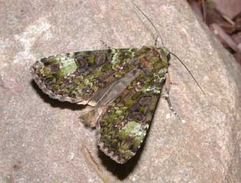 Anaplectoides prasinus D. & S. adulte - ©Philippe Mothiron