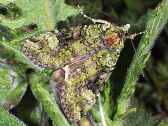 Anaplectoides prasinus D. & S. adulte - Philippe Mothiron