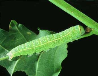  Chenille de Pseudoips prasinanus L. - ©Philippe Mothiron