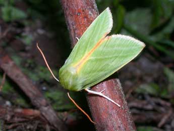 Pseudoips prasinanus L. adulte - Philippe Mothiron