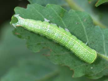  Chenille de Pseudoips prasinanus L. - Philippe Mothiron