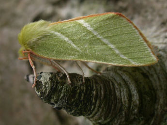 Pseudoips prasinanus L. adulte - Philippe Mothiron