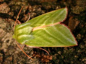 Pseudoips prasinanus L. adulte - ©Philippe Mothiron