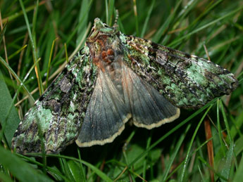 Anaplectoides prasinus D. & S. adulte - Philippe Mothiron