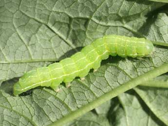  Chenille de Cucullia prenanthis Bsdv. - ©Serge Wambeke