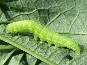  Chenille de Cucullia prenanthis Bsdv. - ©Serge Wambeke