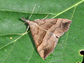 Hypena proboscidalis L. adulte - Philippe Mothiron