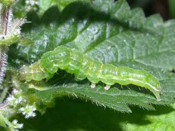  Chenille de Hypena proboscidalis L. - Philippe Mothiron