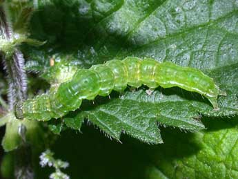  Chenille de Hypena proboscidalis L. - ©Philippe Mothiron