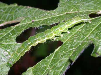  Chenille de Hypena proboscidalis L. - ©Philippe Mothiron