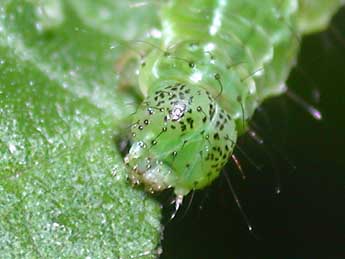  Chenille de Hypena proboscidalis L. - ©Philippe Mothiron