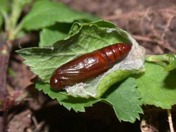  Chrysalide de Hypena proboscidalis L. - Philippe Mothiron