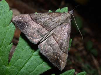 Hypena proboscidalis L. adulte - Philippe Mothiron