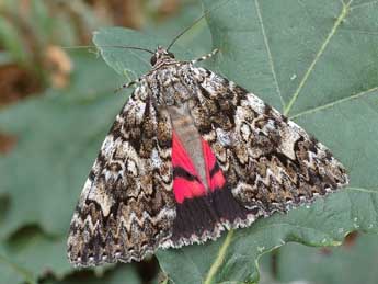 Catocala promissa D. & S. adulte - ©David Demerges