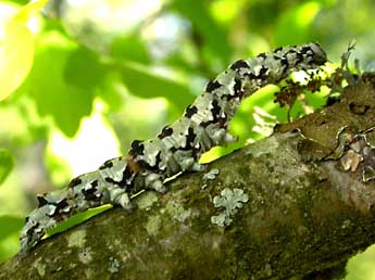  Chenille de Catocala promissa D. & S. - ©Jrmy Lebrun