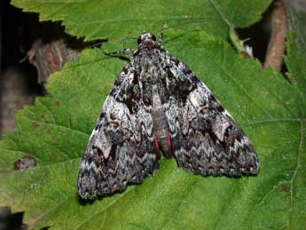 Catocala promissa D. & S. adulte - Philippe Mothiron